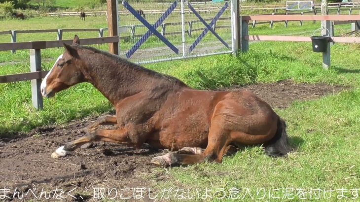 【ウマ娘】お水を待ってるドトウ