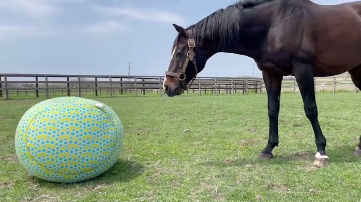 【競馬】格闘技イベ現地でジャパンのふわふわが流されるらしい