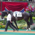 【競馬】シャフリヤールは坂に泣かされた！？アスコット競馬場のコースのエグさについて