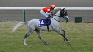 【競馬】近日デビュー予定で注目のゴールドシップ産駒「アオラキ」みんなは知ってる？