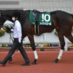 【競馬】もしもメイケイエールちゃんが有馬記念に出てきたら……