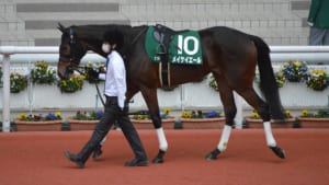 【競馬】メイケイエールちゃんのシャワーシーン！次に洗う足を先に上げるのは賢い