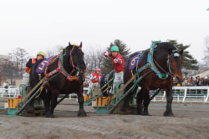 【競馬】ばんえい馬の気性は大人しいと聞くけど、どうなのかな？