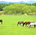 【競馬】ネタ話が多い非常に強かった競走馬！どの馬が挙げられる？