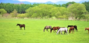 【競馬】ネタ話が多い非常に強かった競走馬！どの馬が挙げられる？