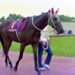 【競馬】ネイチャの馬房にネコチャンが入り込む！牧場で猫の姿をよく見かけるのは何故なんだろう？