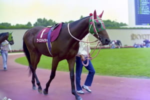 【競馬】ナイスネイチャ35歳のバースデードネーションが実施！お誕生日おめでとう！