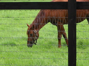 【競馬】2歳時のグラスワンダーって当時どれだけ騒がれてたの？