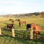 【競馬】馬の食生活、食べる量もこれまたビックリするほど多い