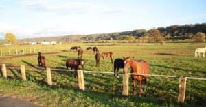 【競馬】競走馬のことを知る度に輸送の大変さが分かるようになってきた