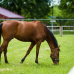 【競馬】一度走ったら競走馬を数か月休ませる理由