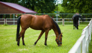 【競馬】一度走ったら競走馬を数か月休ませる理由