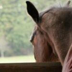 【競馬】厩舎には暑さ対策にエアコンなどが完備されてるのだろうか？