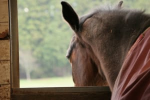 【競馬】厩舎には暑さ対策にエアコンなどが完備されてるのだろうか？