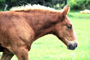 【競馬】青森の尻屋崎にいる寒立馬というお馬さんの姿に癒される…