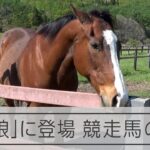 【ウマ娘】ノーザンレイクの取材動画『かつてのG1馬の穏やかな日々　引退馬救う里親制度』が公開中！