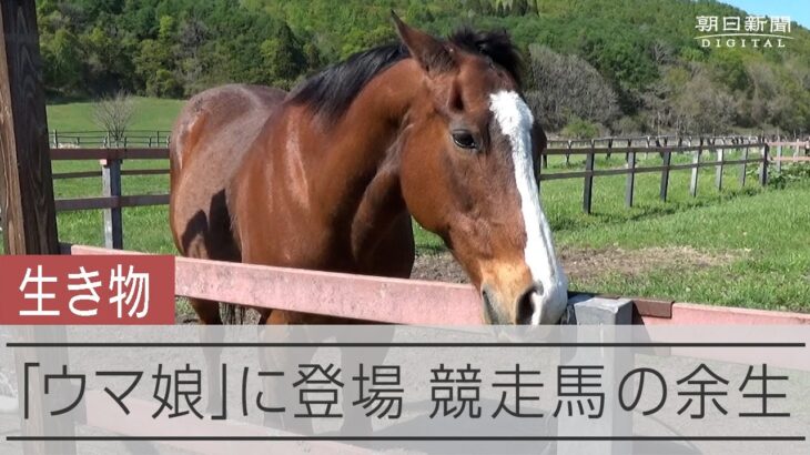 【ウマ娘】ノーザンレイクの取材動画『かつてのG1馬の穏やかな日々　引退馬救う里親制度』が公開中！