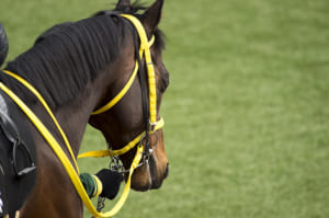 【競馬】馬は騎手が乗ることに対してどう思っているのかを考察！