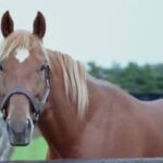 【競馬】歴代最強格のマイラーと言われたら、やはりタイキシャトルの名が浮かぶ