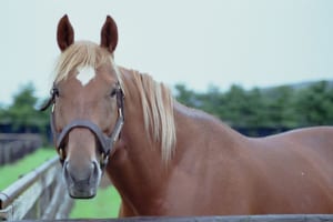 【競馬】歴代最強格のマイラーと言われたら、やはりタイキシャトルの名が浮かぶ