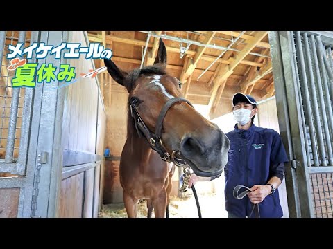 【競馬】メイケイエール、夏休みでまた大きくなってないか？