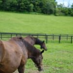 【競馬】今の競馬は若い世代にも浸透し馴染んでいる様子があるよね