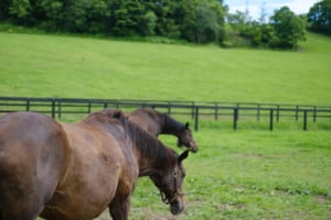 【競馬】今の競馬は若い世代にも浸透し馴染んでいる様子があるよね