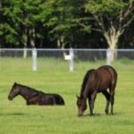 【競馬】馬は近親交配が少ない方が血統的に良いの？