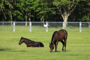 【競馬】馬は近親交配が少ない方が血統的に良いの？