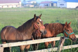 【競馬】人間の手が入っていない完全な野生の馬はもう居ない？