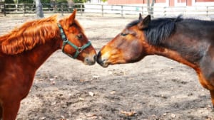 【競馬】好みの牝馬のストライクゾーンが狭い競走馬は誰なのか？