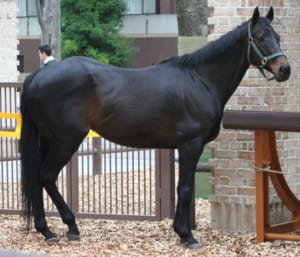 【競馬】健康管理の為、ウイニングチケットに人参プレゼント禁止令