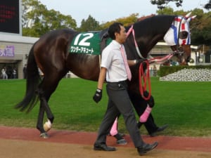 【競馬】ワンダーアキュートは9歳まで走っていたらしいけどダートだとよくあること？