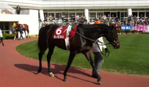 【競馬】ゼンノロブロイが老衰により22歳で死去。秋古馬三冠達成など歴史に残る記録を残してきた