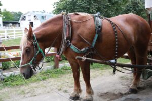 【ウマ娘】馬という生物が存在しない世界で馬車はどんな扱いになっているのか？