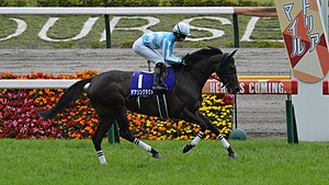 【競馬】デアリングタクトの次走はジャパンカップへ。脚元の経過を見ながらとのこと