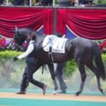 【競馬】みんな大好きステラヴェローチェ、どうやら来年から復帰する模様！