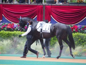 【競馬】みんな大好きステラヴェローチェ、どうやら来年から復帰する模様！