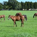 【競馬】馬を飼ってみたいという気持ちはあるけど個人が飼うのは厳しいと思う