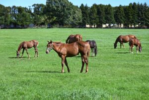 【競馬】引退馬の普段の過ごし方は色々と個性が出ている