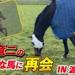 和田竜二騎手、ナイスネイチャと再会する！「青春時代に一番好きだった馬」