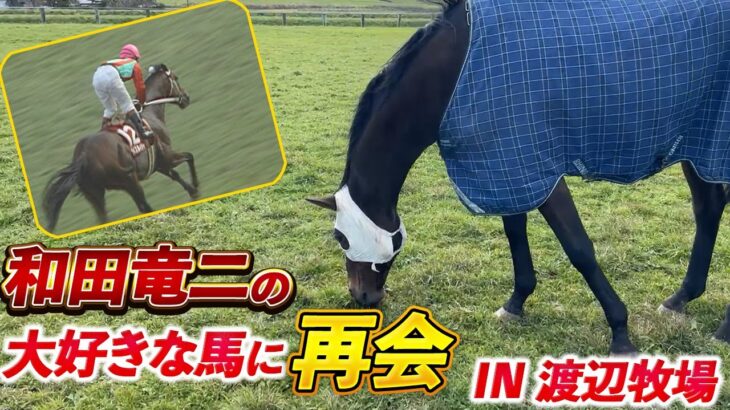 和田竜二騎手、ナイスネイチャと再会する！「青春時代に一番好きだった馬」