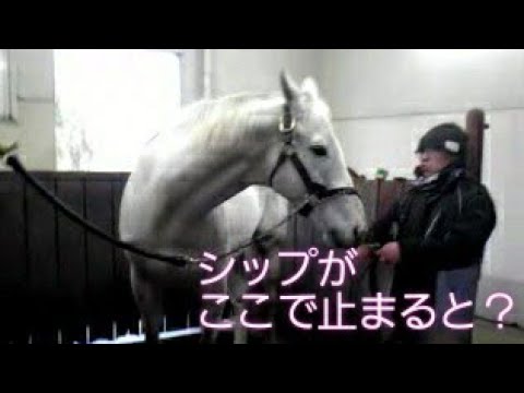 【ウマ娘】ウマ娘化してる中でドトウやシャトルみたいにこの馬とこの馬は仲が良かったってのを知りたい