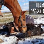 【小ネタ・画像】今泉りおなさん、ウララの有馬記念チャレンジを達成してしまう　他ウマ娘小ネタまとめ