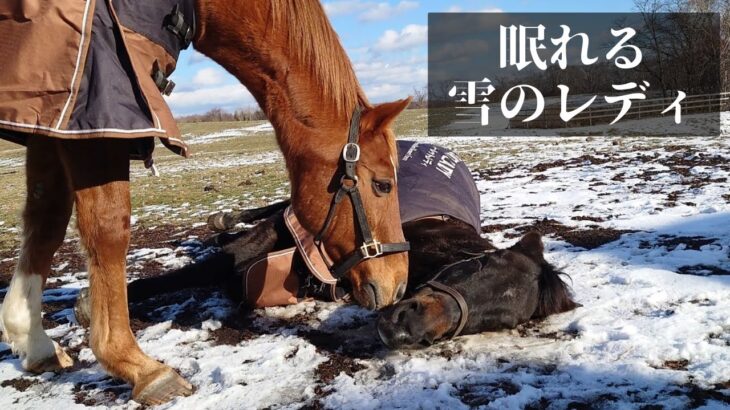 【小ネタ・画像】今泉りおなさん、ウララの有馬記念チャレンジを達成してしまう　他ウマ娘小ネタまとめ