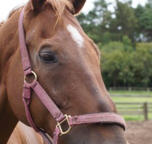 【競馬】栗毛のお馬さんはおっとりした優しい雰囲気があって可愛らしい