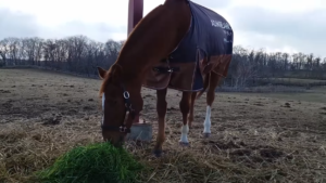 【競馬】生牧草を食べる競走馬たちの癒し映像！フルネームの馬着が可愛い