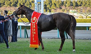 【競馬】みんな大好きサリオス、香港マイルをラストに引退へ