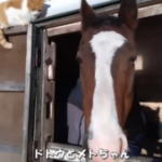 【競馬】メトさんの声に反応するドットさんの様子が癒される……