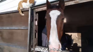 【競馬】メトさんの声に反応するドットさんの様子が癒される……